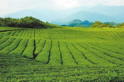 梵凈茶香天下，江口抹茶飄香世界——農(nóng)副產(chǎn)品銷(xiāo)售的嶄新篇章