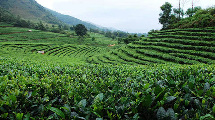 北回歸線上的明珠 臨滄5大優(yōu)勢(shì)產(chǎn)業(yè)打造世界一流綠色品牌——茶葉種植篇