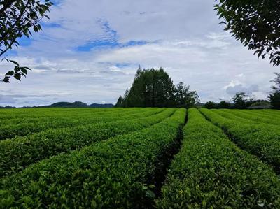 向新黔行│擁抱新茶飲 小縣城茶業(yè)發(fā)展迎新機(jī)遇