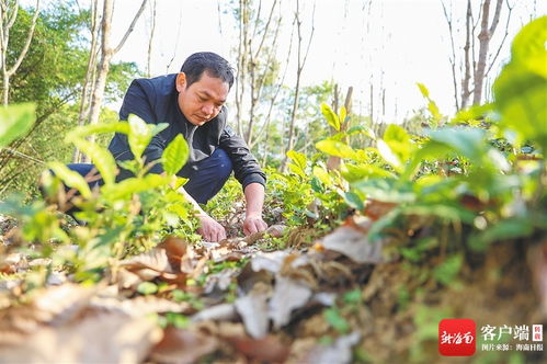 五指山茶香 海南大葉種的芯片化探索與農(nóng)副產(chǎn)品銷(xiāo)售新路徑