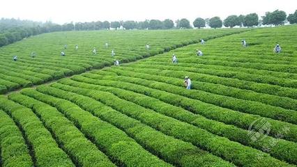 創新轉型，合作趕超 赤壁茶發集團引領區域茶企與農副產品銷售快速發展